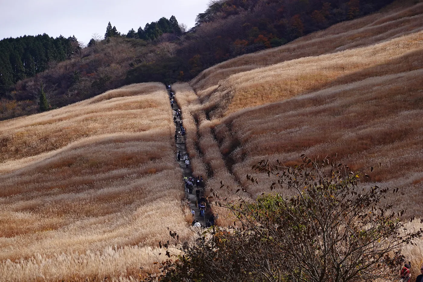 Hillsides covered in pale golden pampas grass, with a narrow path of walkers running up the middle
